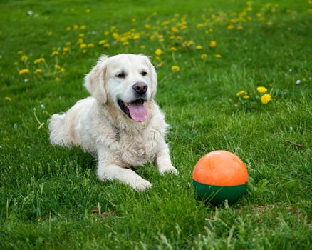 Happy dog playing fetch with owner