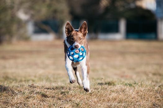 puppy playing fetch