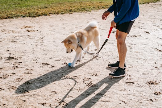 dog and owner enjoying training