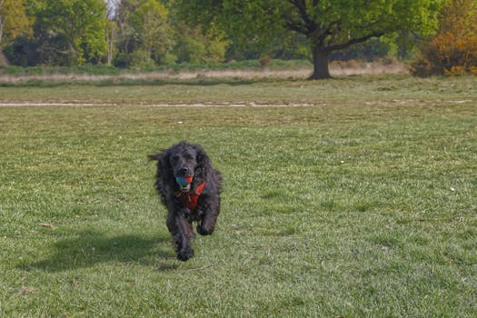 dog fetching a ball