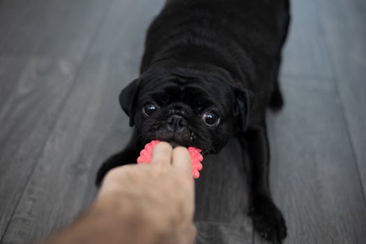 puppy playing tug-of-war