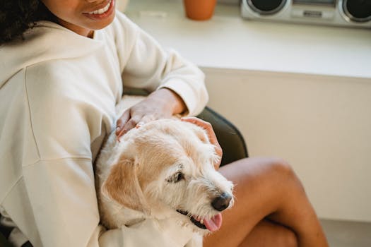 happy older dog with owner