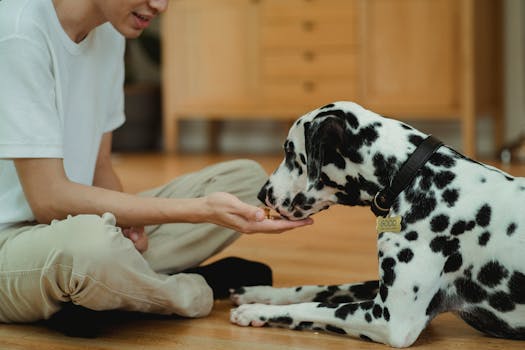 dog training session with treats