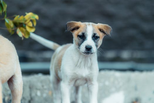 puppy looking at a squirrel