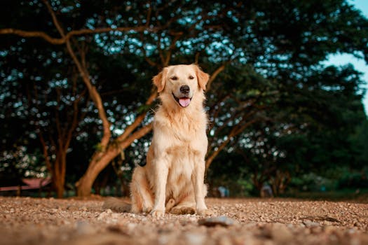 puppy at a quiet park