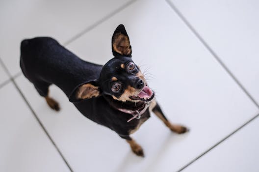 A happy puppy looking up at stairs with a toy