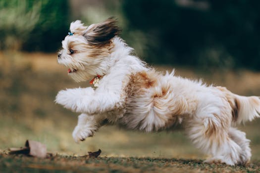 A puppy playing happily on the stairs