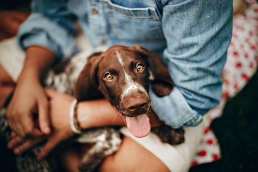 Dog learning with owner outdoors