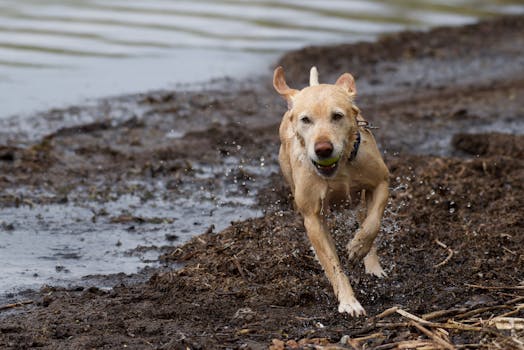 happy labrador playing fetch