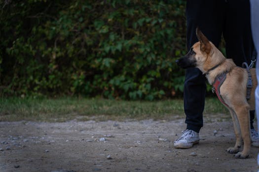 dog sitting on command