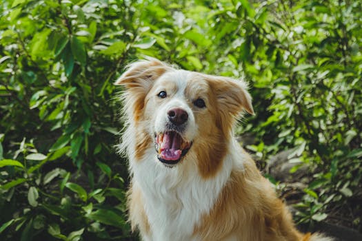 dog performing tricks