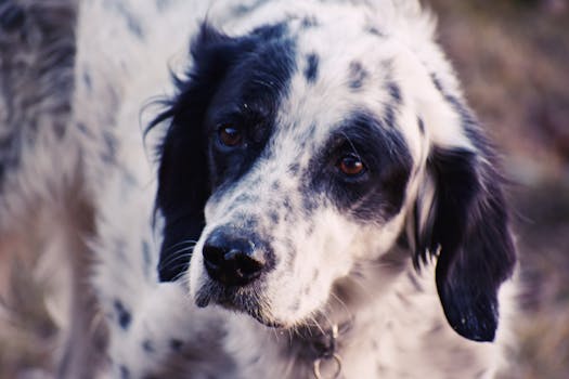 older dog looking thoughtful