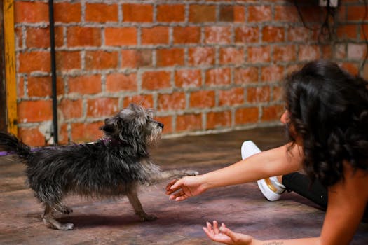 happy puppy playing with owner