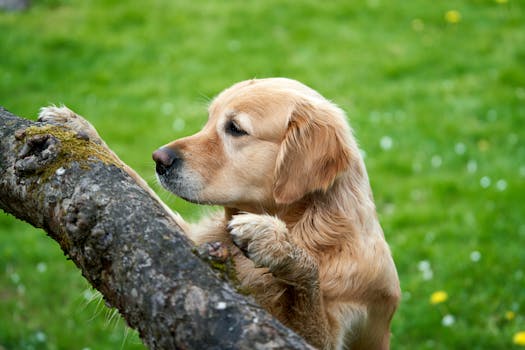 happy puppy receiving a treat