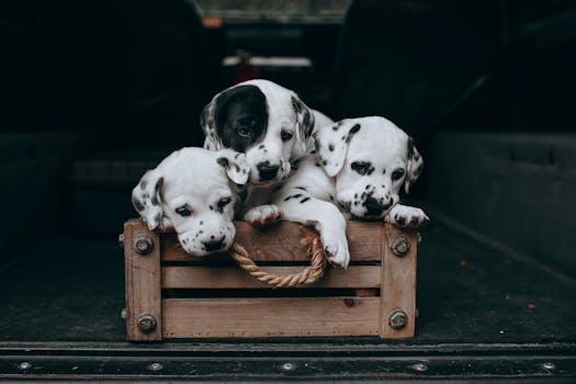 puppy happily entering a crate