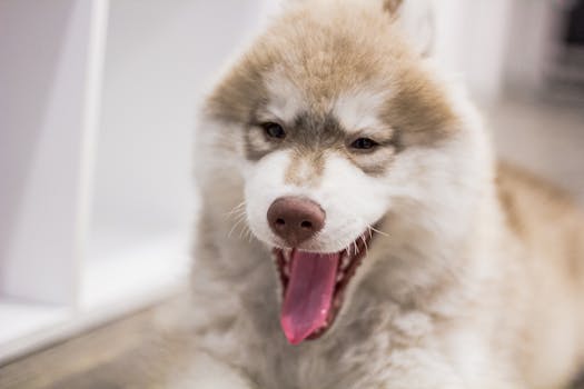 happy puppy resting in a crate