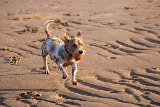 happy puppy playing with a toy