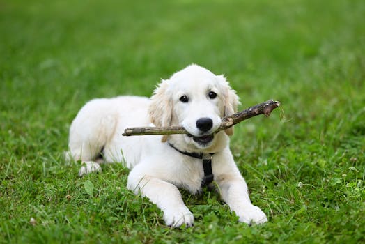 puppy playing while training