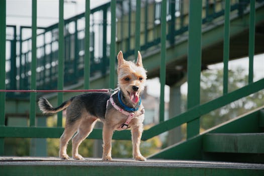 happy puppy climbing stairs