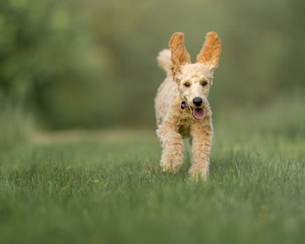 puppy training in action