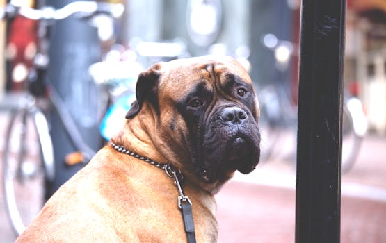 dog barking on a leash