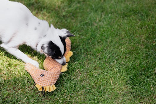 puppy playing with a chew toy