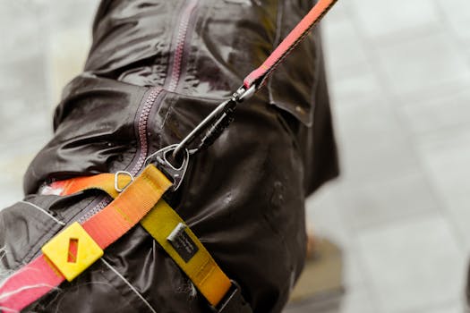 dog wearing a no-pull harness