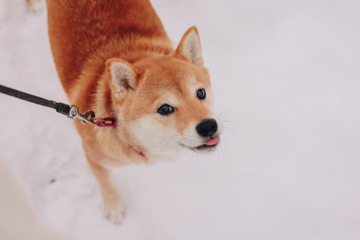 puppy outside on a walk