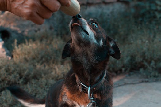 dog training with treats