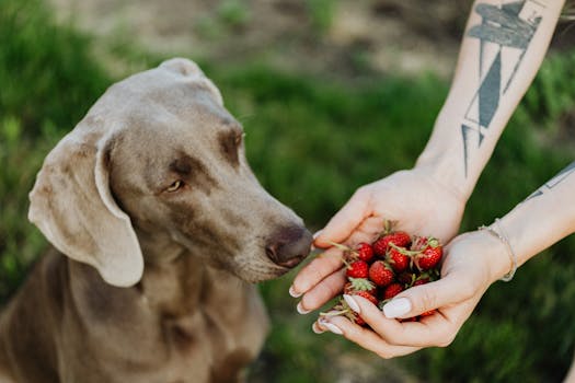 Dog spinning with treat