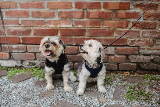 dogs training together