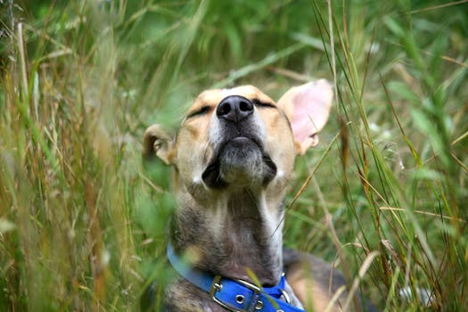 calm dog in a peaceful environment