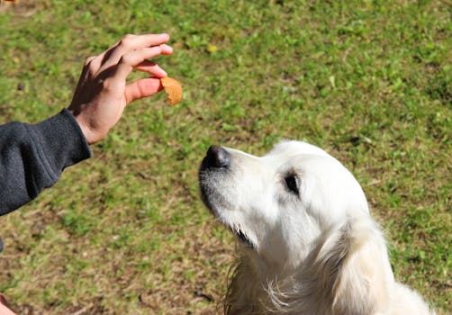 puppy training with treats