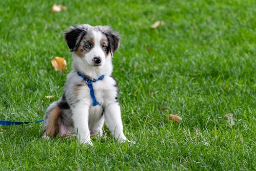 puppy pulling on leash