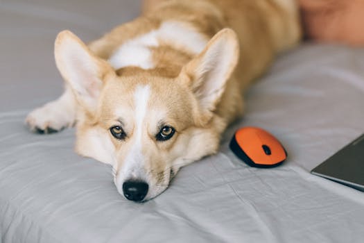 calm dog resting on a cozy bed