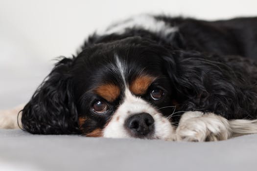 playful puppy on a dog bed