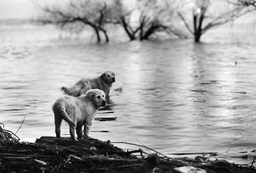 playful puppies interacting