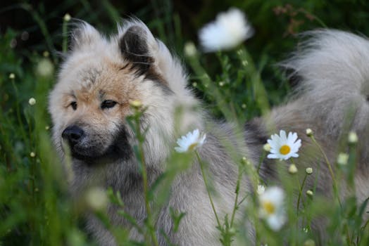 puppy exploring new environment