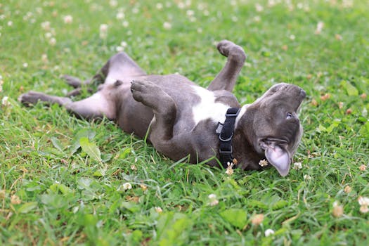 puppy showing avoidance behavior