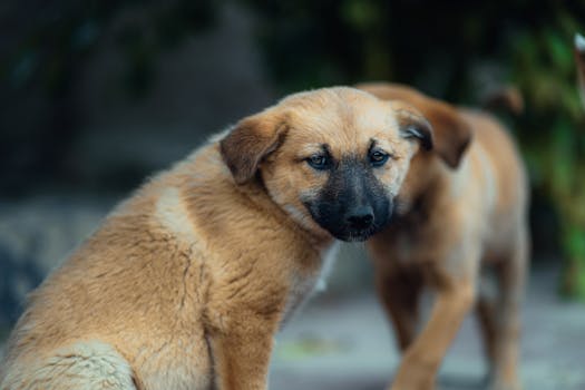 sandbox for dogs