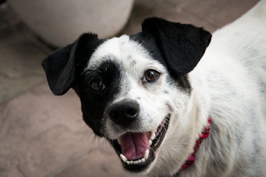 happy puppy with perked ears