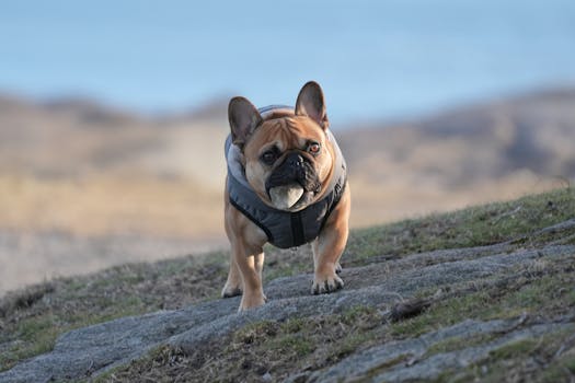 puppy with pinned ears