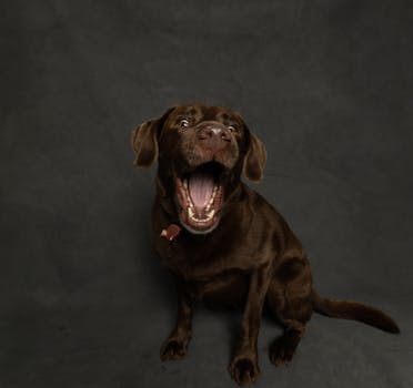 happy puppy receiving a treat for good behavior