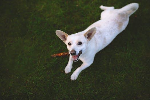 puppy gently playing with a chew toy