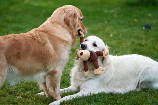 puppy playing happily