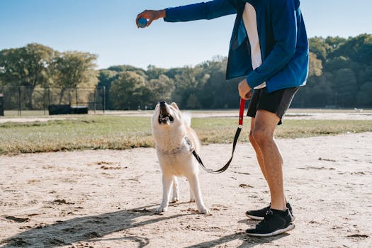 Dog and owner bonding during training