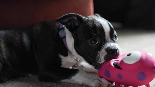 puppy playing with chew toy